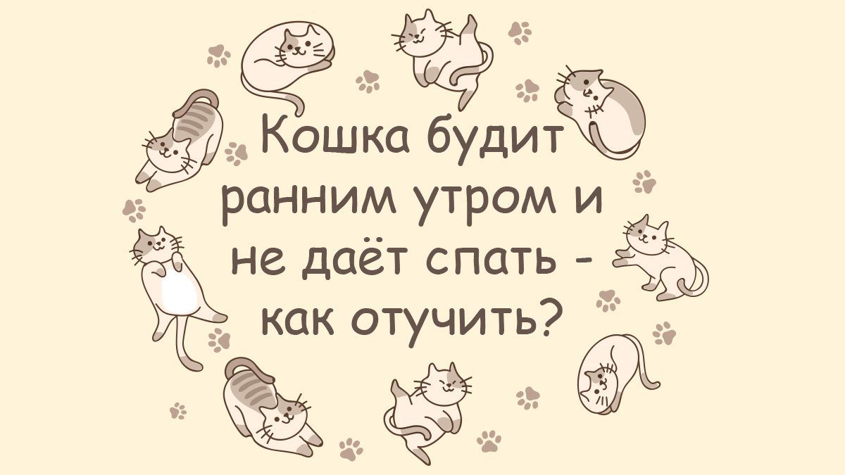 Как отучить кошку будить вас по утрам + три причины, почему усатые это делают — статья на ТЧК