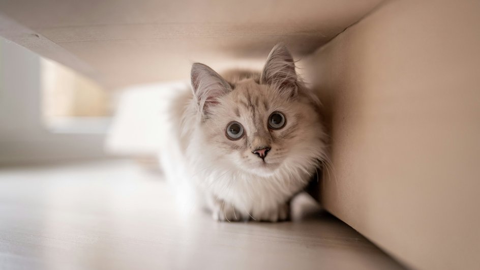 Кошка с сухим носом и горячими ушами, пытается скрыться от жары, что является признаками перегрева Кошка с сухим носом и горячими ушами, пытается скрыться от жары, что является признаками перегрева