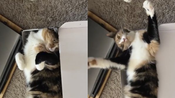 Кошка отказывается признать, что коробка ей безнадежно мала
