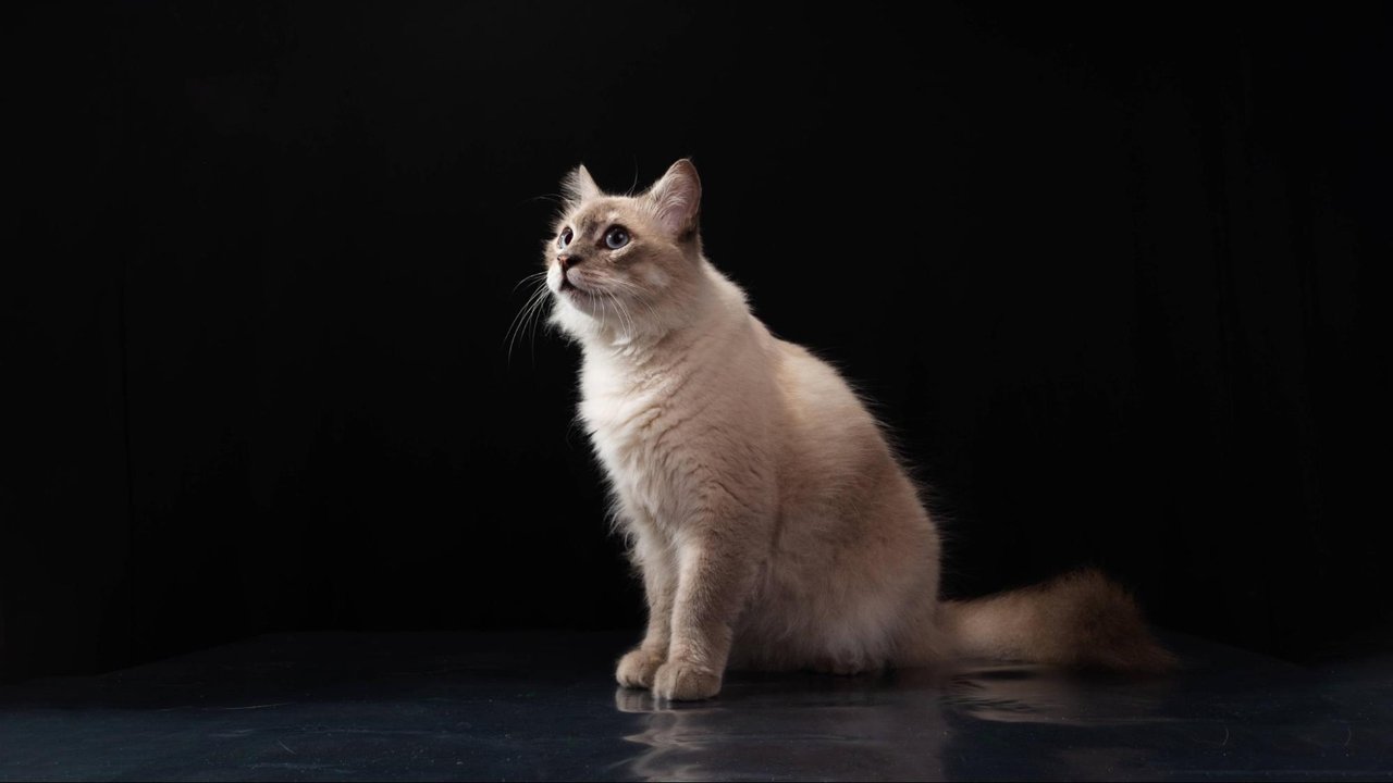 Кошка Кошка