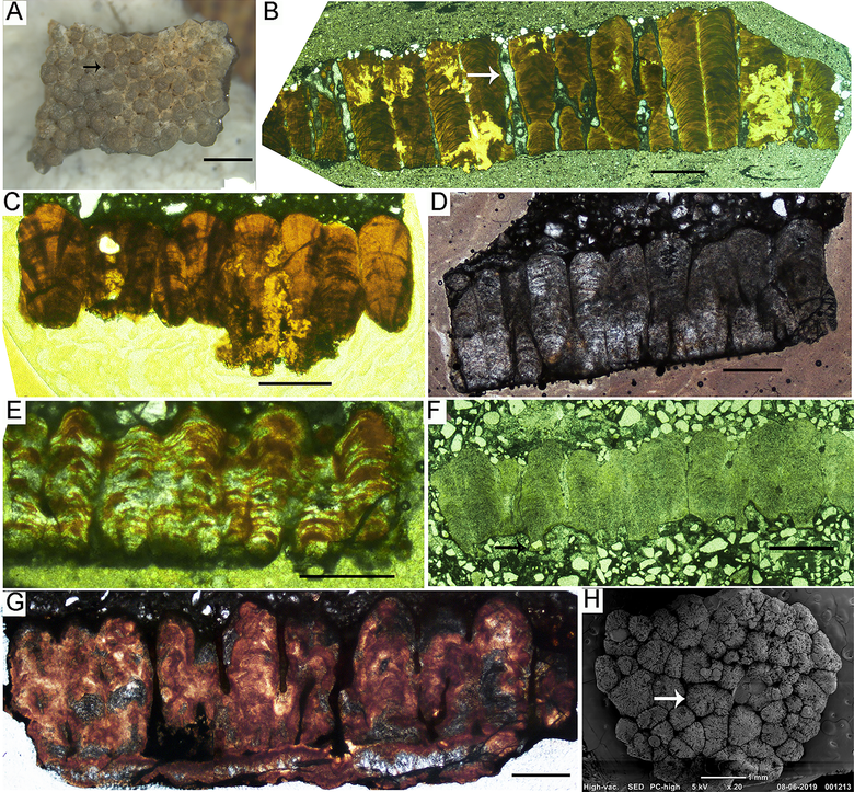 Детали микроструктуры яичной скорлупы. Фото: Dhiman et al., 2023, PLOS ONE, CC-BY 4.0