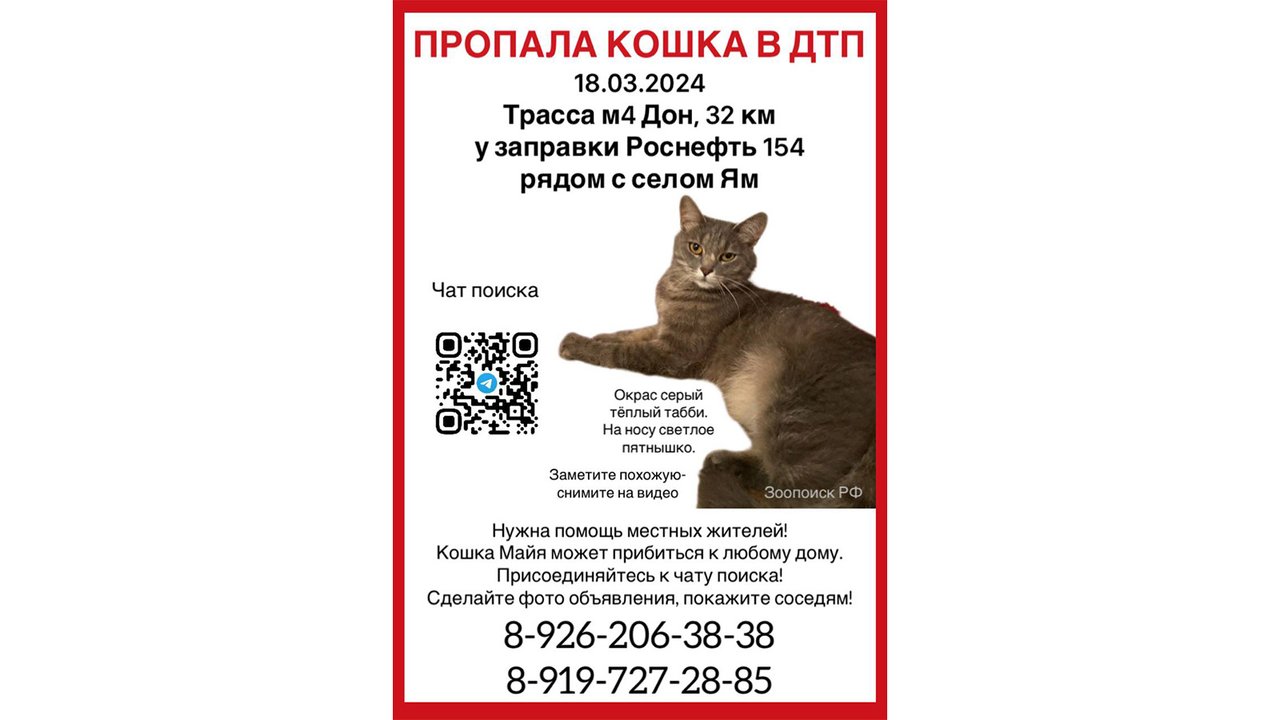 Под Домодедово ищут кошку, пропавшую после ДТП
