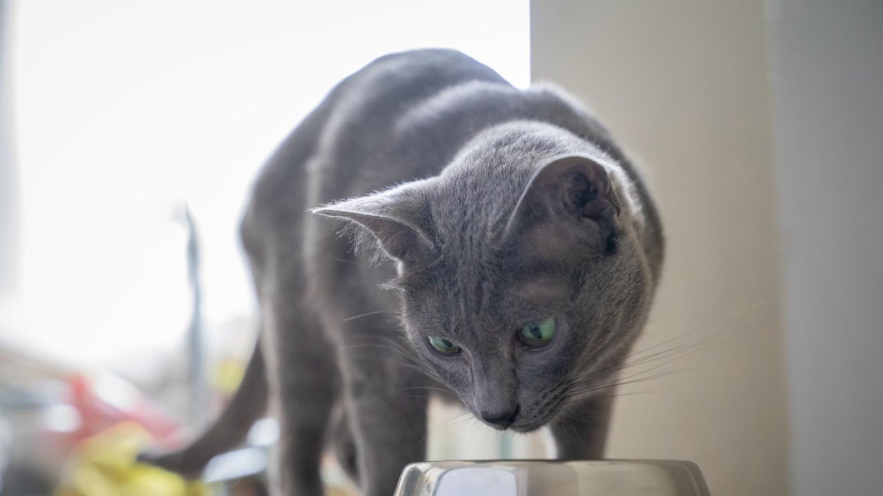 Кошка может есть не только по зову голода, но и от скуки Кошка может есть не только по зову голода, но и от скуки