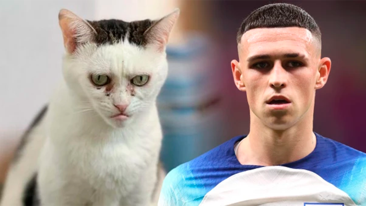 В сети нашли копию знаменитого футболиста — это разгневанный кот