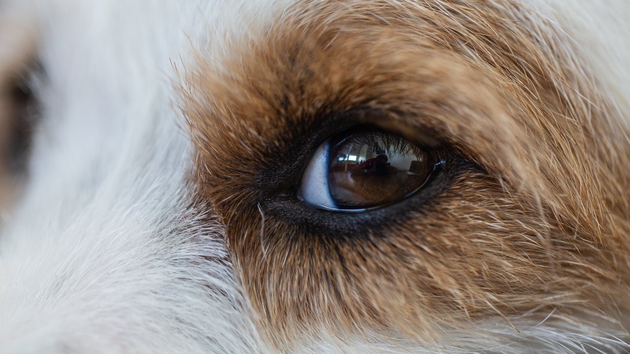 Собачий глаз