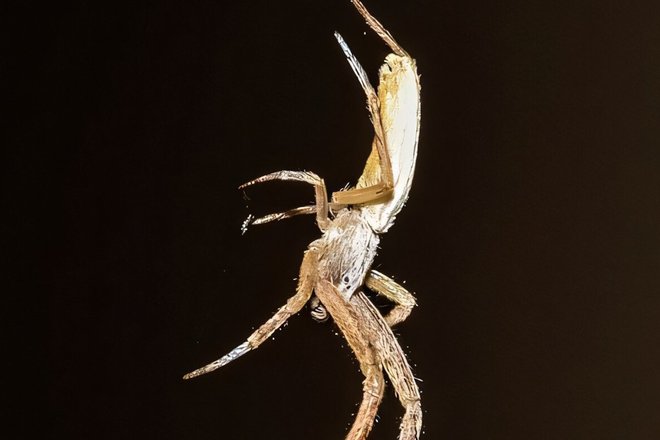 Самец паука Uloborus plumipes. Самец паука Uloborus plumipes.