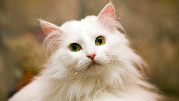 Топ-14 белых кошек и вся правда о них