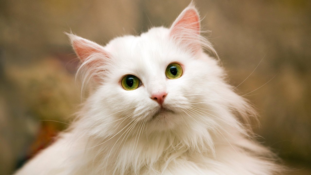Породы рыжих кошек: особенности, названия пород, фото