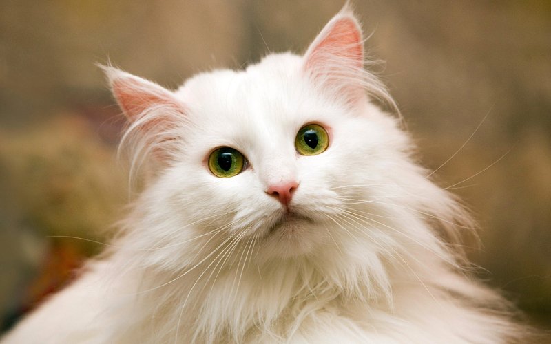 Топ-14 белых кошек и вся правда о них - Питомцы Mail.ru