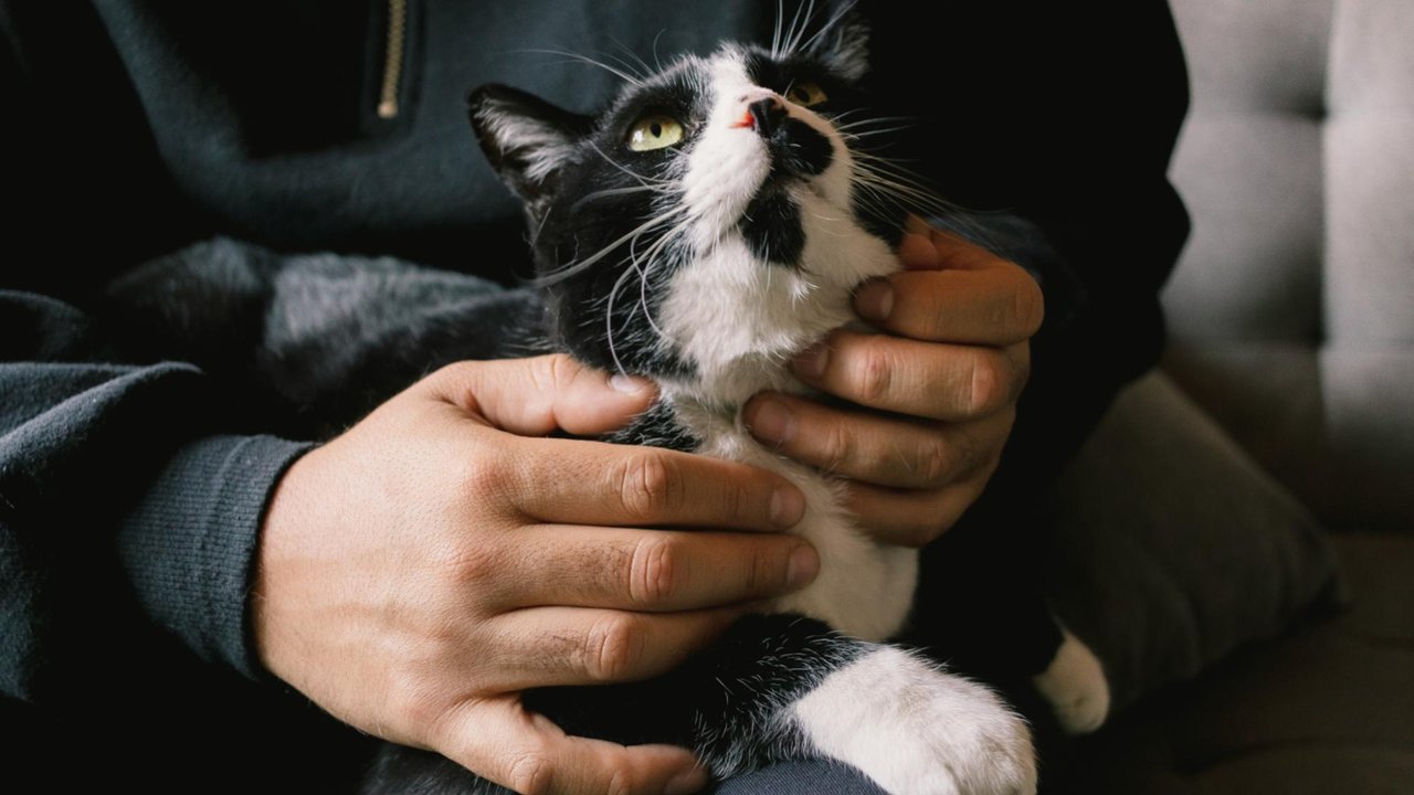 Кошка пришла и залезла на колени к хозяину, чтобы показать, что она «исправилась» и просит прощения Кошка пришла и залезла на колени к хозяину, чтобы показать, что она «исправилась» и просит прощения