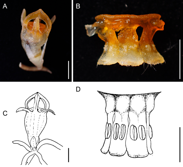 Thismia kobensis (A–B) и его загадочный родственный вид T. americana (C–D). Фото: Kobe University