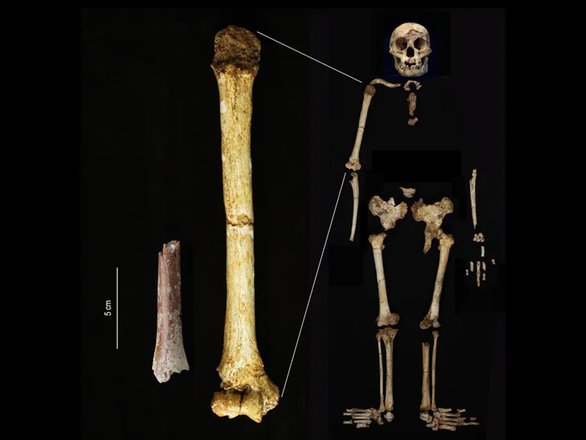 Фрагмент плечевой кости Homo floresiensis и часть его скелета