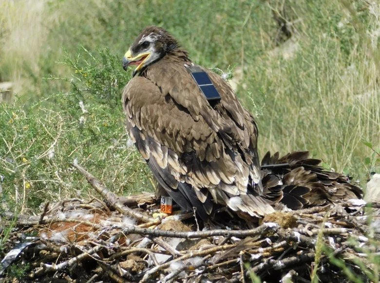 Степной орел Аскиз с GPS-трекером. Фото: WWF / Игорь Карякин