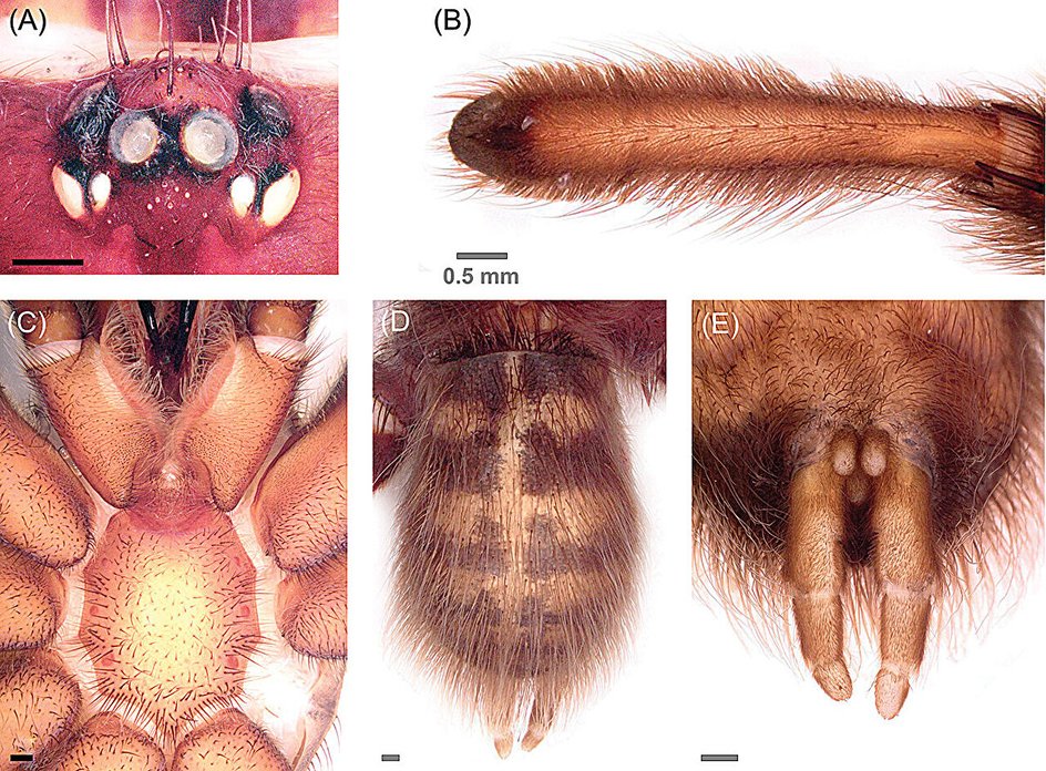 Разные части тела самца Trichopelma grande.