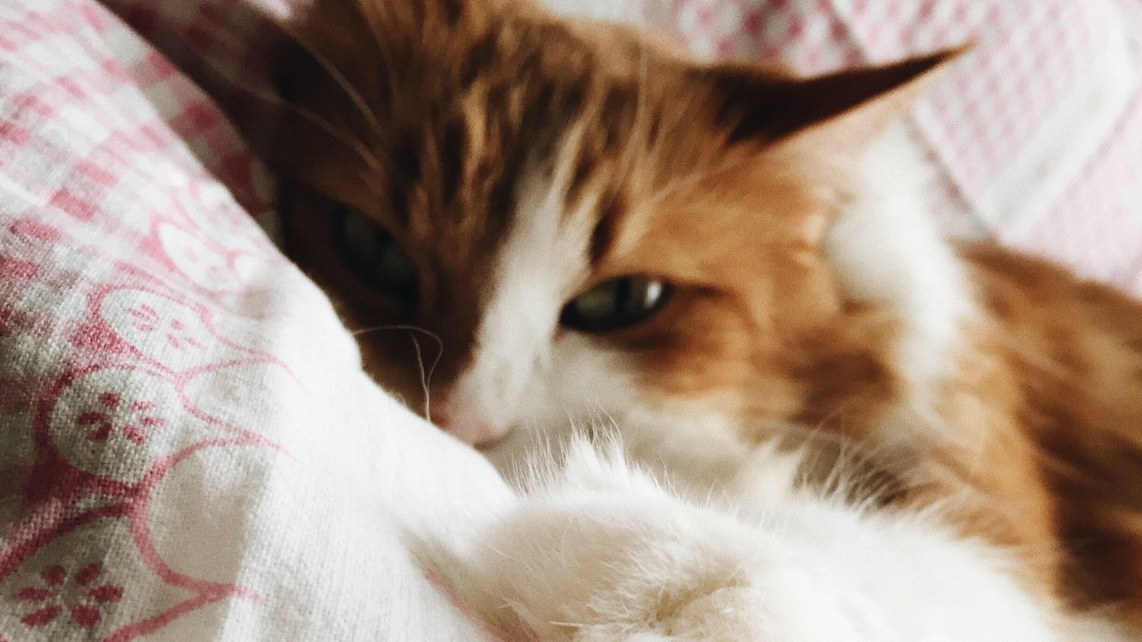 Кошка в постели