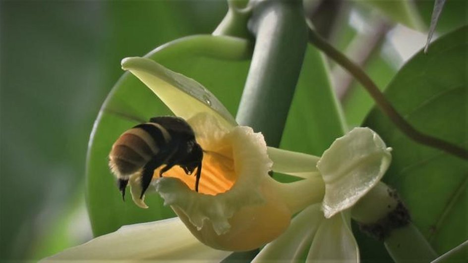 Цветок Vanilla pompona с одним из ее насекомых-опылителей Eulaema cingulata Цветок Vanilla pompona с одним из ее насекомых-опылителей Eulaema cingulata