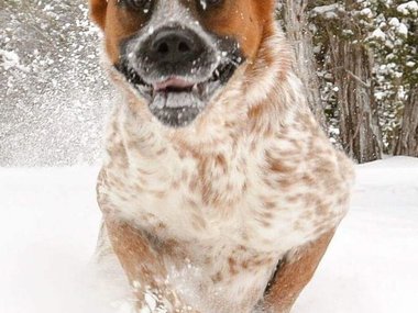 «Коллега привел пса на первую зимнюю прогулку. Реакция бесценна!»