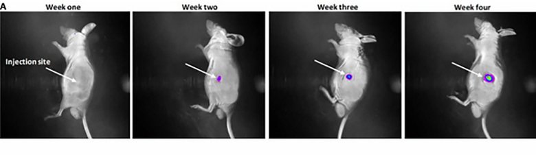 Изображение мыши, которой ввели микророботов, покрытых раковыми клетками с флуоресцентными маркерами. Junyang Li et al. / Science Robotics, 2018