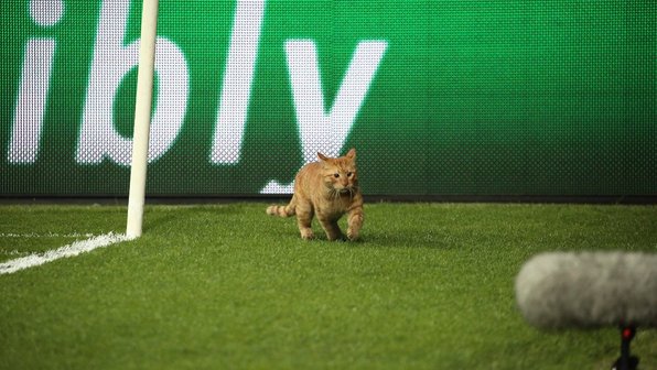 Матч Лиги чемпионов по футболу прервали из-за кота