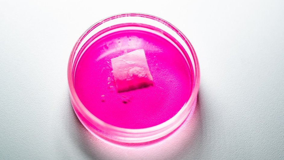 Мышечная ткань, выращенная in vitro учеными Университета МИСИС Мышечная ткань, выращенная in vitro учеными Университета МИСИС
