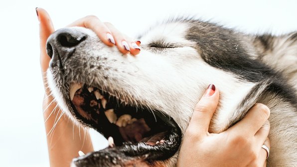 Пироплазмоз у собак: симптомы и лечение