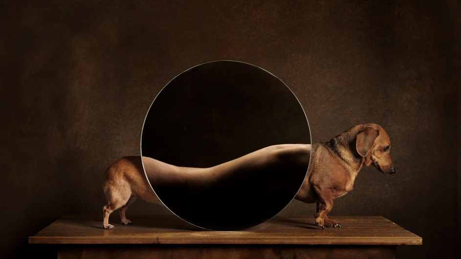 Dog Photography Awards