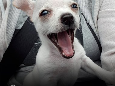 Не поверите, но это факт. Собака, глядя на близкого ей зевающего человека, тоже начинает зевать в качестве поддержки. Таким образом питомец проявляет свою эмпатию к хозяину. Источник: @thenewadventuresoftrigger (https://www.instagram.com/p/B1VwjlpBuDE/)