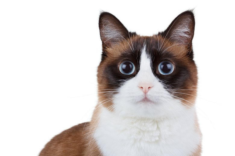 33-летняя британка предпочла мужу 35 кошек редкого подвида сиамской породы