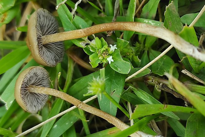 Единственная коллекция Psilocybe ingeli была найдена на пастбищах в Квазулу-Натале