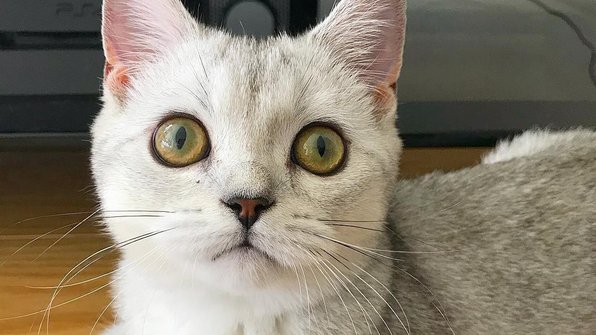 Котик узнал, что у него есть ушки. Его реакция бесценна