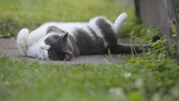 Воды котам: как защитить домашних питомцев от жары
