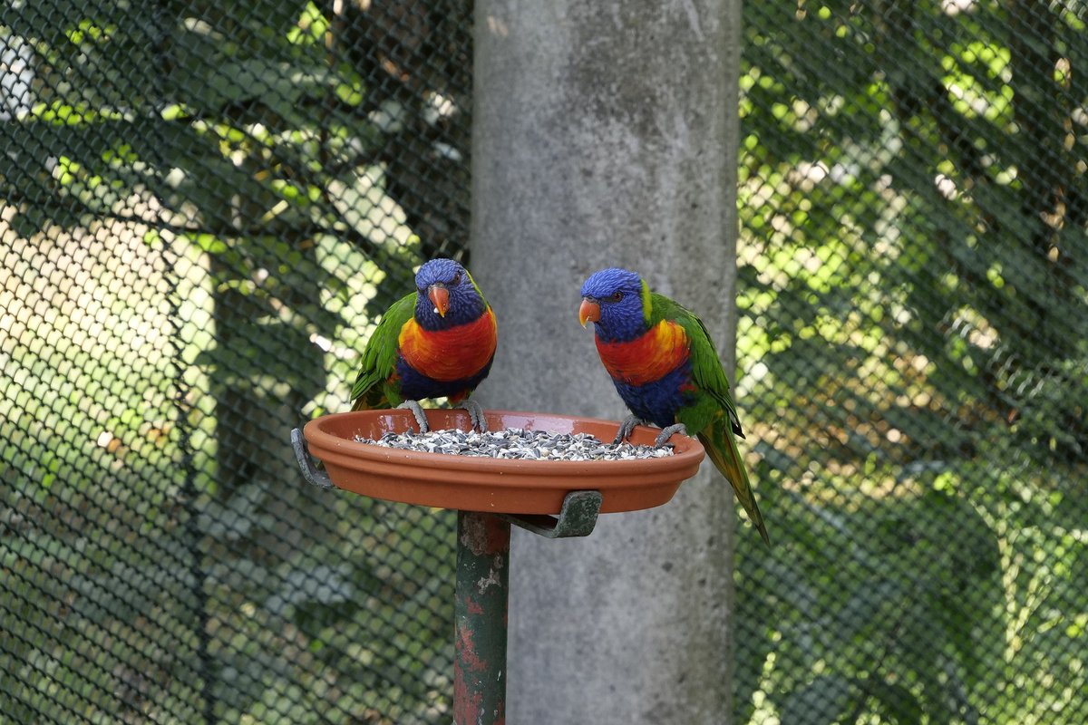 animal-world-3618630_1920 animal-world-3618630_1920