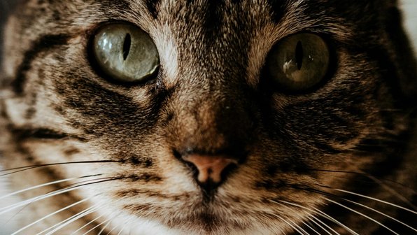 Как кошки просят прощения: 6 способов, которые растопят ваше сердце