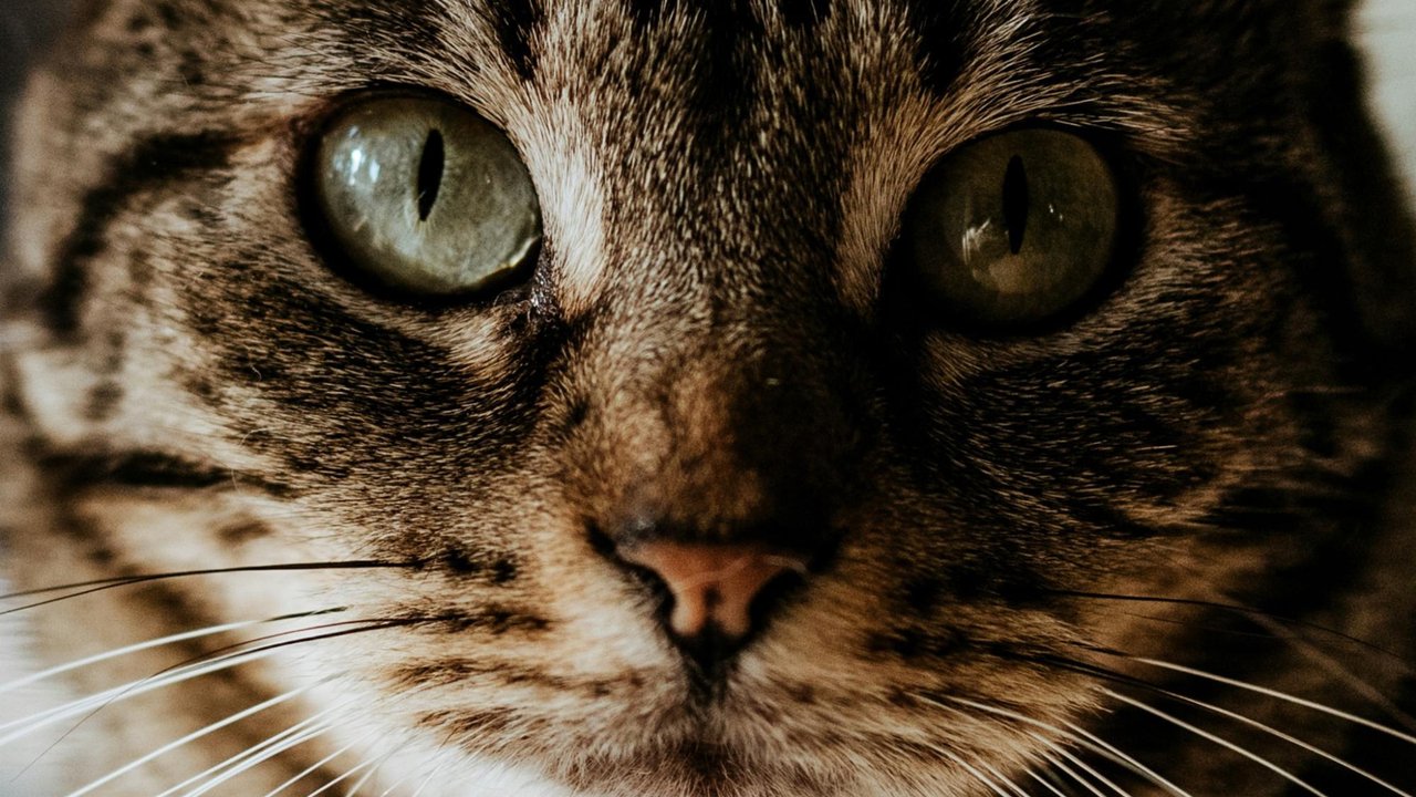 Взгляд кошки, который так и говорит: «Я не буду извиняться». Взгляд кошки, который так и говорит: «Я не буду извиняться».