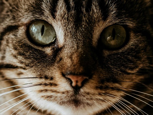 Как кошки просят прощения: 6 способов, которые растопят ваше сердце