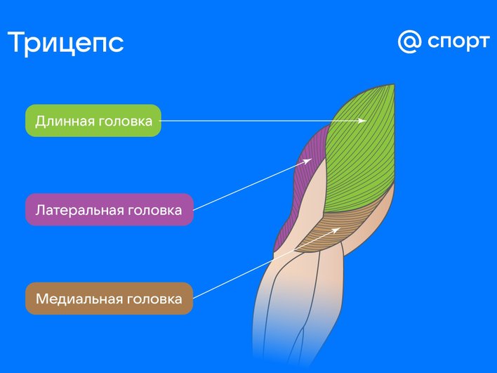 Схема строения трицепса