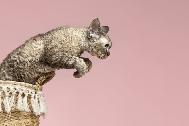 Рекс кошка Рекс кошка