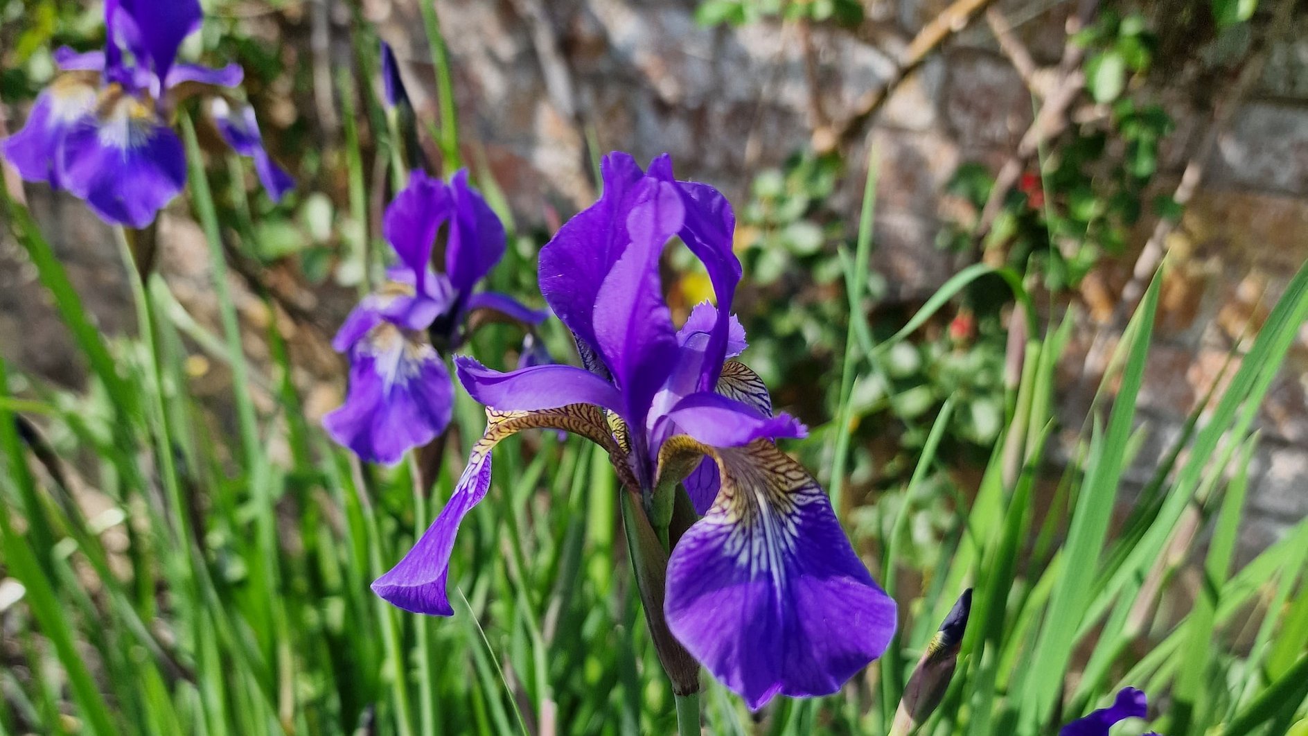 Sibiřský iris