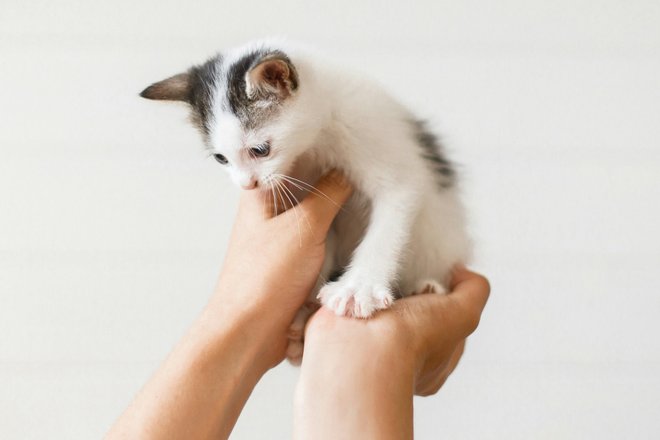 Кот