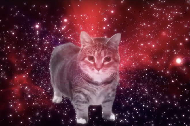 Крутящийся кот Крутящийся кот