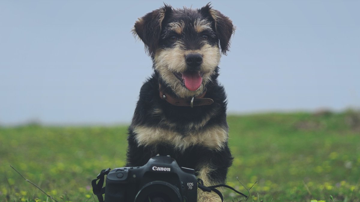 Собака и фотография