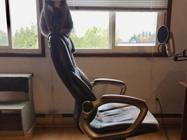 «Высоко сижу, далеко гляжу». Источник: @jocoiscool (https://www.reddit.com/r/funny/comments/bk85ac/this_cat_defies_gravity/)