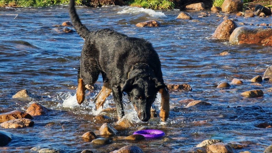 Босерон играет с игрушкой в воде Босерон играет с игрушкой в воде