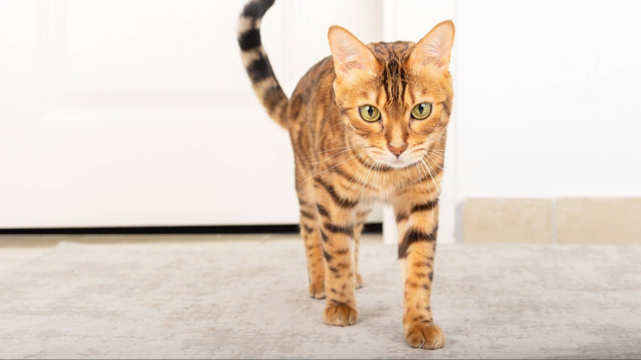 Бенгальская кошка Бенгальская кошка