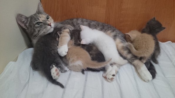 Кошка родила котят на глубине 200 метров