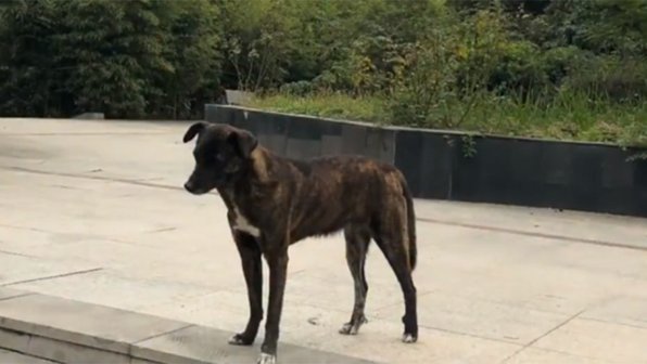 Собака три года ждет бросившего ее хозяина. За ней присматривают всем двором