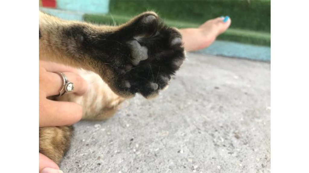 Котька