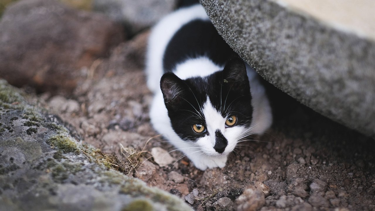 Кот прячется за камнем
