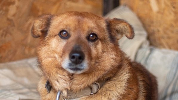 Грустная собака потеряла хозяев и жила в пустом доме под Тверью