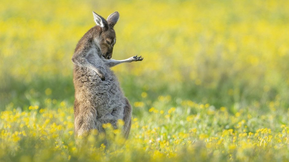 Источник: Comedy Wildlife Photography Awards 2023